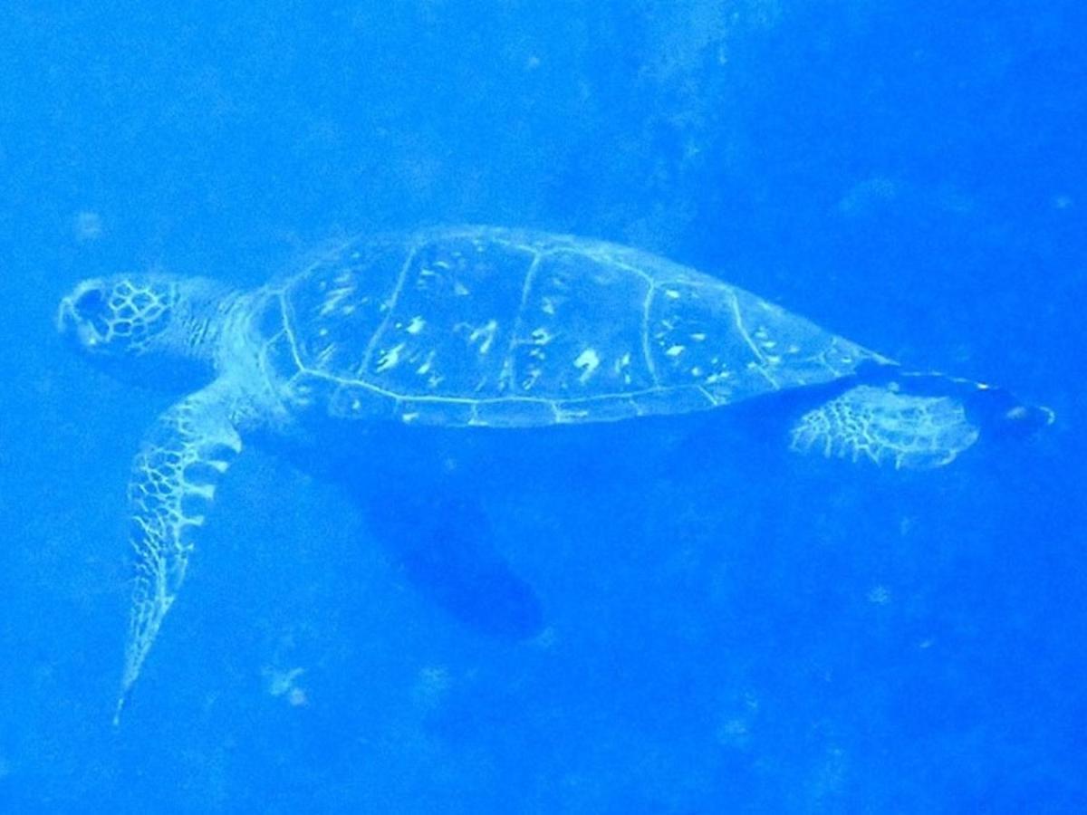 הוסטל 癒楽 伊豆大島 מראה חיצוני תמונה